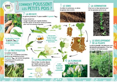 Comment poussent les petits pois ?