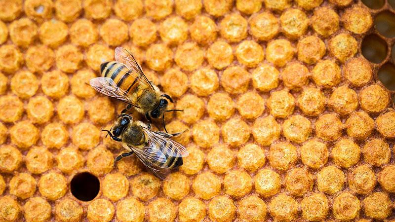 Le Miel wallon IGP !