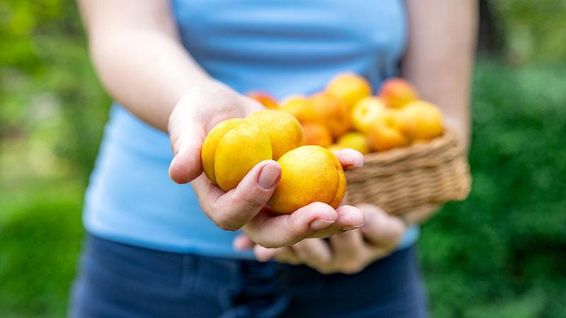 Une nouvelle filière d'abricots locaux - Appel à mobilisation