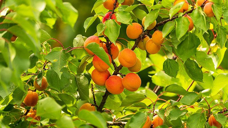 Une nouvelle filière d'abricots locaux - Appel à mobilisation
